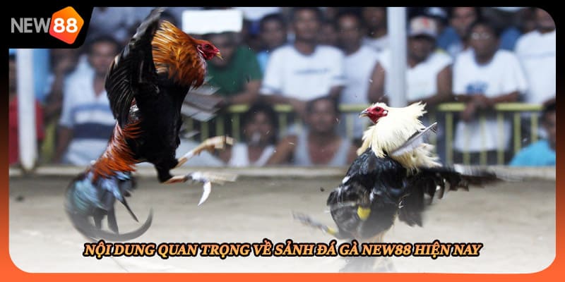 Nội dung quan trọng về sảnh đá gà New88 hiện nay