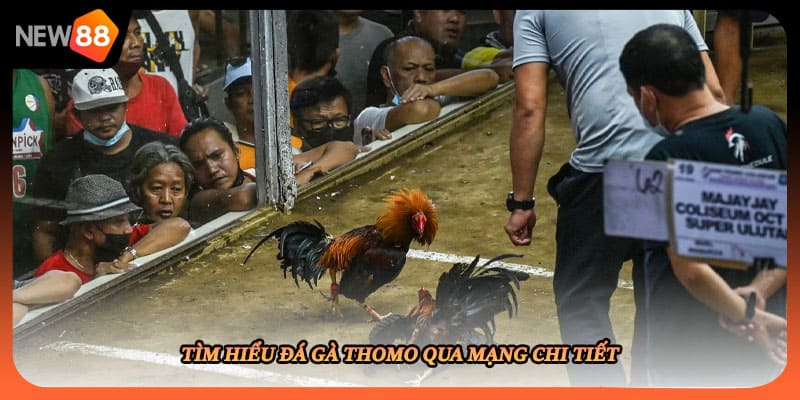 Tìm hiểu đá gà thomo qua mạng chi tiết